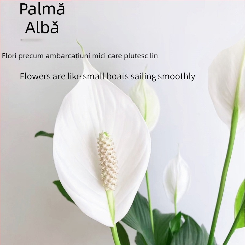 Plantă hidroponică în ghiveci pentru birou: Peace Lily și Anthurium, ușor de întreținut, plantă verde cu muguri, înflorește tot timpul anului