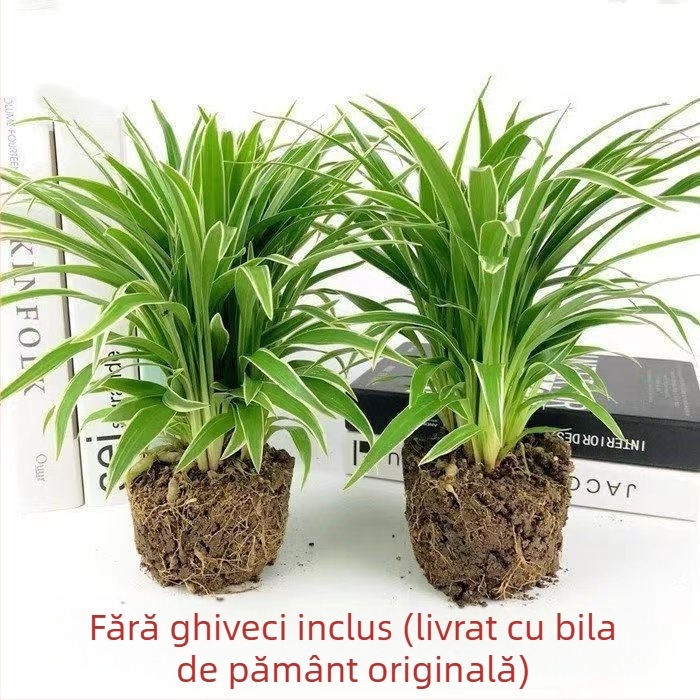 Chlorophytum într-un ghiveci | Plantare pe tot parcursul anului pentru birou, purificarea aerului și absorbția formaldehidelor | Codul produsului AL1001022295