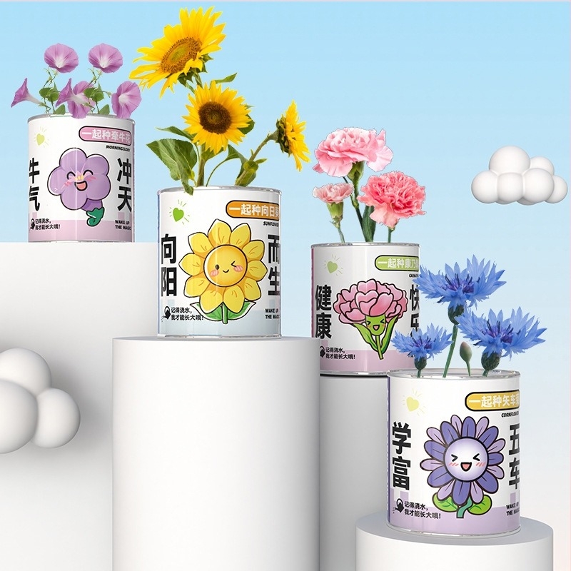 Mini plante în cutie surpriză pentru plantare: strawberry, gypsophila, morning glory; ideale ca cadou pentru clasă sau recompense pentru elevi