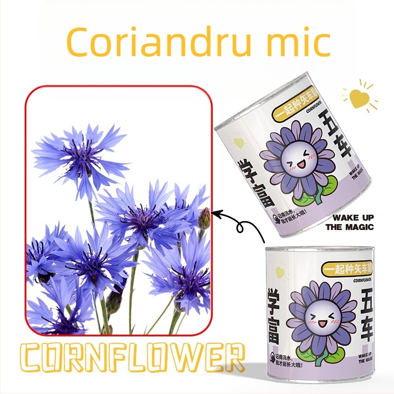 Mini plante în cutie surpriză pentru plantare: strawberry, gypsophila, morning glory; ideale ca cadou pentru clasă sau recompense pentru elevi