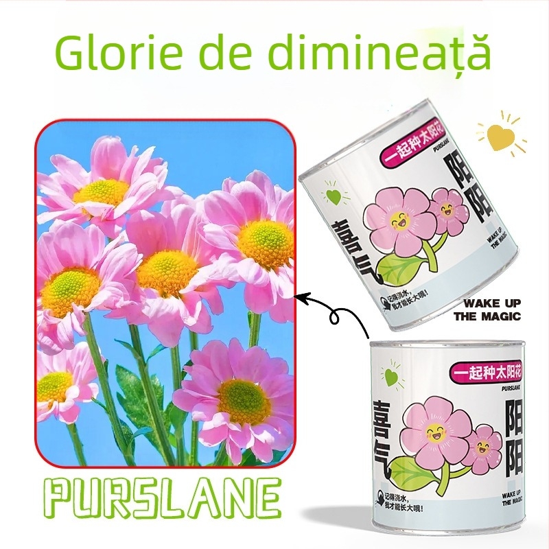 Mini plante în cutie surpriză pentru plantare: strawberry, gypsophila, morning glory; ideale ca cadou pentru clasă sau recompense pentru elevi