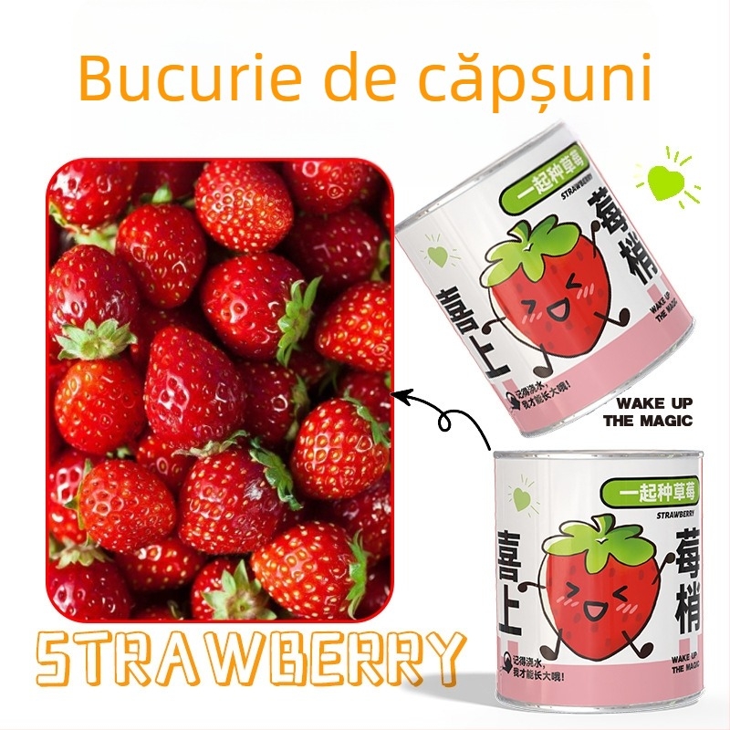 Mini plante în cutie surpriză pentru plantare: strawberry, gypsophila, morning glory; ideale ca cadou pentru clasă sau recompense pentru elevi