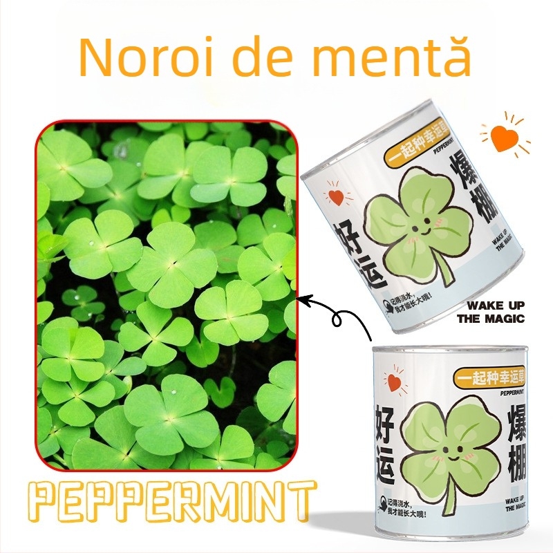 Mini plante în cutie surpriză pentru plantare: strawberry, gypsophila, morning glory; ideale ca cadou pentru clasă sau recompense pentru elevi
