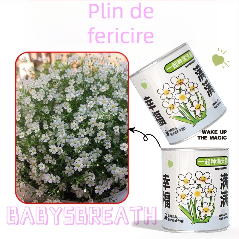 Mini plante în cutie surpriză pentru plantare: strawberry, gypsophila, morning glory; ideale ca cadou pentru clasă sau recompense pentru elevi