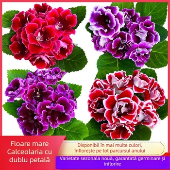 Semințe hibiscus, varietate cu flori duble pentru balcon interior în ghivece, iubește soarele, udare moderată