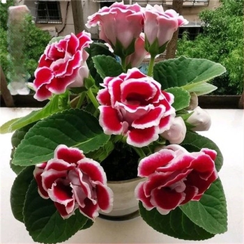 Semințe hibiscus, varietate cu flori duble pentru balcon interior în ghivece, iubește soarele, udare moderată