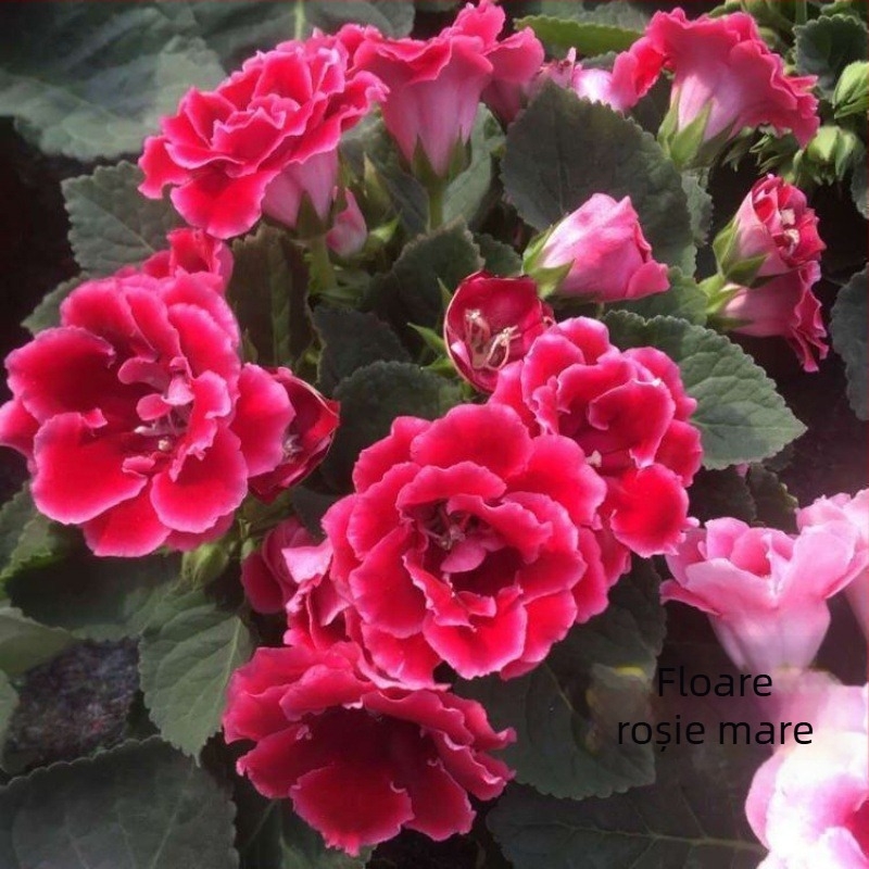 Semințe hibiscus, varietate cu flori duble pentru balcon interior în ghivece, iubește soarele, udare moderată