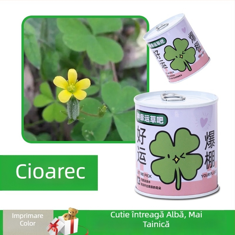 Plantă de birou într-o cutie-cadou cu amestec de floarea-soarelui — semințe ușor de cultivat, soiuri: floarea-soarelui, căpșună, roșie, trifoi; se dezvoltă peste 15°C, lumină neutră