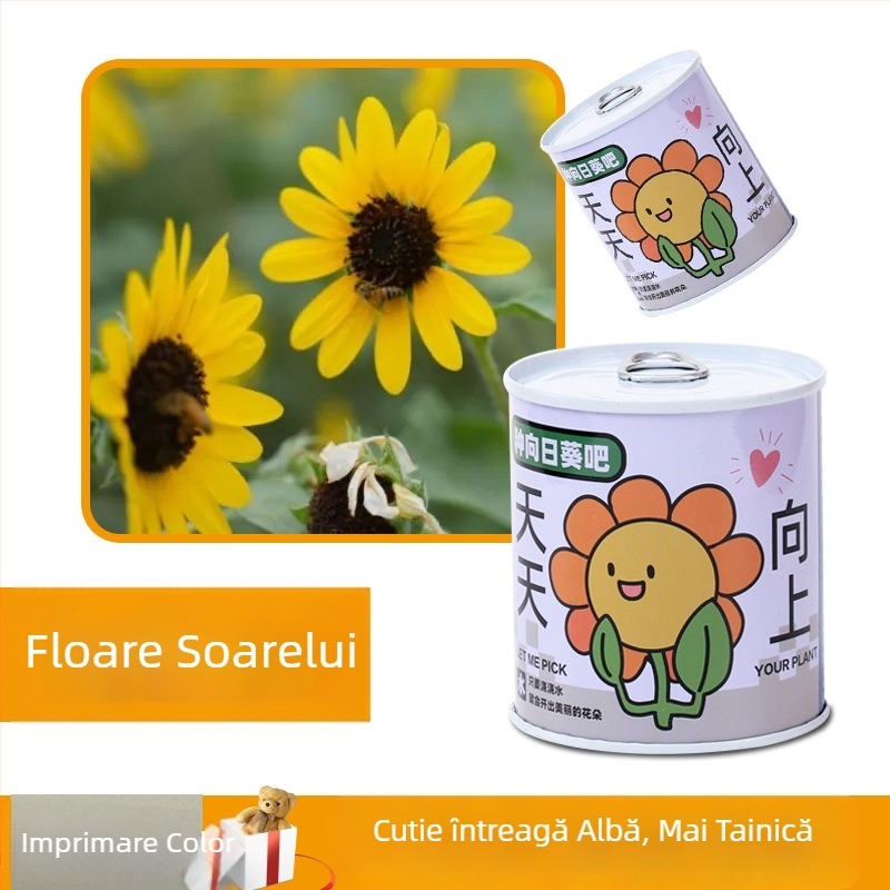 Plantă de birou într-o cutie-cadou cu amestec de floarea-soarelui — semințe ușor de cultivat, soiuri: floarea-soarelui, căpșună, roșie, trifoi; se dezvoltă peste 15°C, lumină neutră