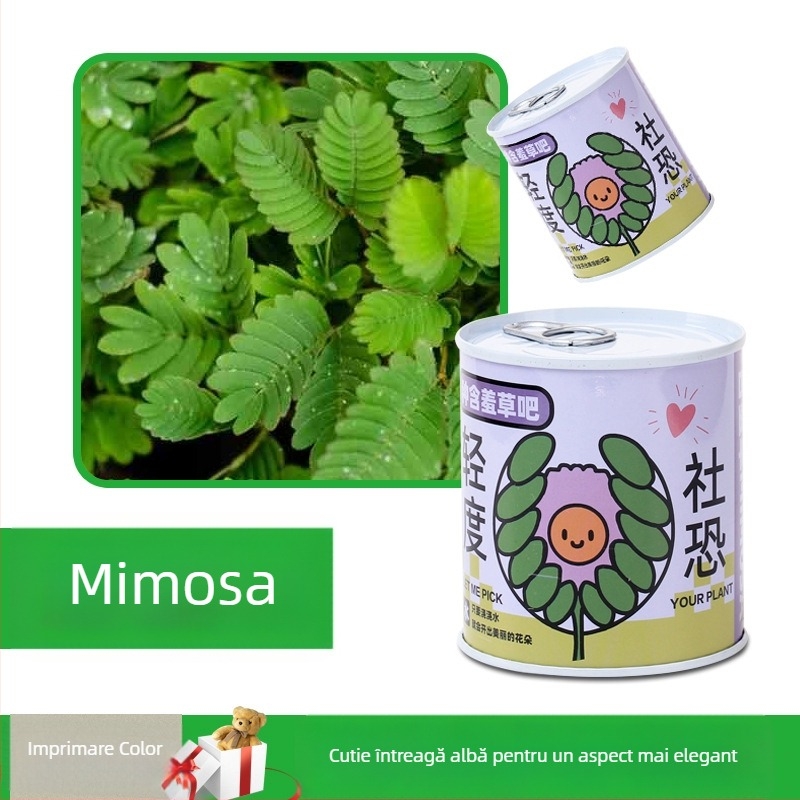 Plantă de birou într-o cutie-cadou cu amestec de floarea-soarelui — semințe ușor de cultivat, soiuri: floarea-soarelui, căpșună, roșie, trifoi; se dezvoltă peste 15°C, lumină neutră