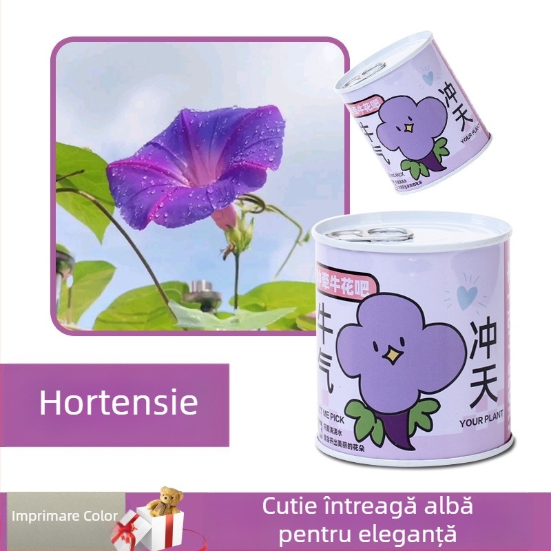 Plantă de birou într-o cutie-cadou cu amestec de floarea-soarelui — semințe ușor de cultivat, soiuri: floarea-soarelui, căpșună, roșie, trifoi; se dezvoltă peste 15°C, lumină neutră