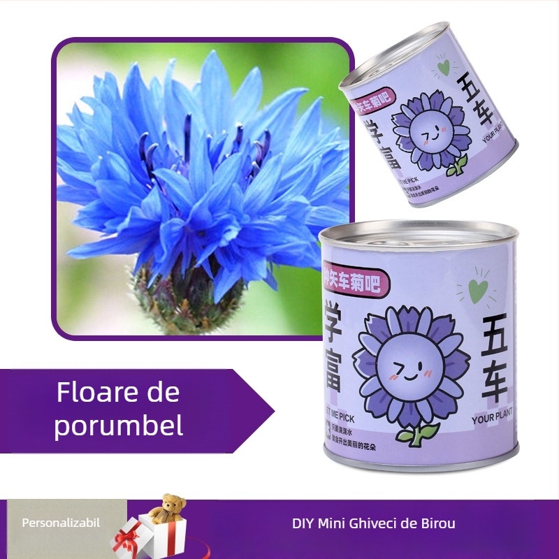 Plantă de birou într-o cutie-cadou cu amestec de floarea-soarelui — semințe ușor de cultivat, soiuri: floarea-soarelui, căpșună, roșie, trifoi; se dezvoltă peste 15°C, lumină neutră