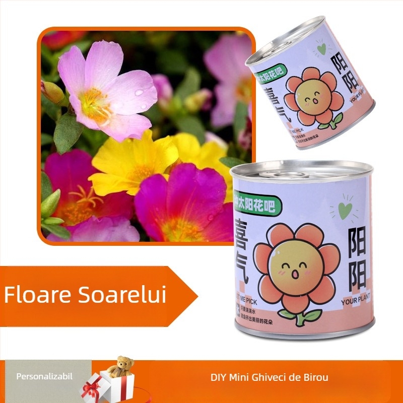 Plantă de birou într-o cutie-cadou cu amestec de floarea-soarelui — semințe ușor de cultivat, soiuri: floarea-soarelui, căpșună, roșie, trifoi; se dezvoltă peste 15°C, lumină neutră