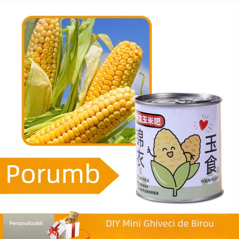 Plantă de birou într-o cutie-cadou cu amestec de floarea-soarelui — semințe ușor de cultivat, soiuri: floarea-soarelui, căpșună, roșie, trifoi; se dezvoltă peste 15°C, lumină neutră