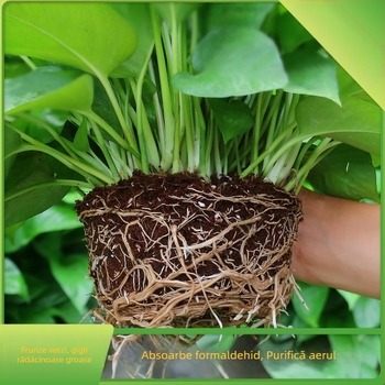 Epipremnum aureum plantă în ghiveci pentru purificarea aerului în interior, temperatură optimă 1–30°C, iluminare neutră, stil modern minimalist