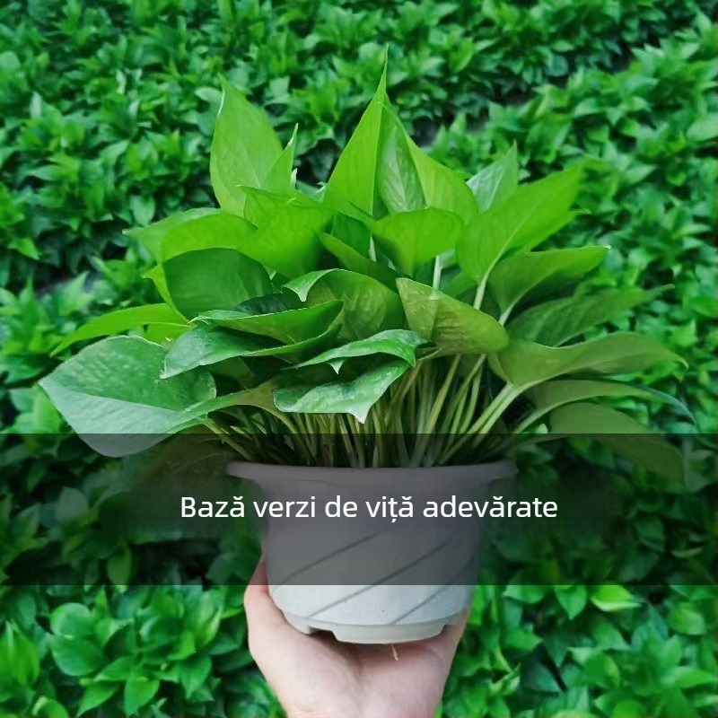 Epipremnum aureum plantă în ghiveci pentru purificarea aerului în interior, temperatură optimă 1–30°C, iluminare neutră, stil modern minimalist