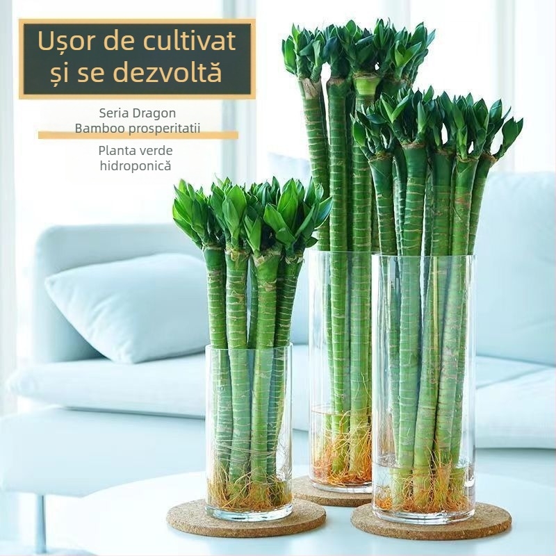 Bambus hidroponic de interior cu rădăcini – varietățile Wenchang, Dragon și Fortune pentru sufragerie, ușor de întreținut