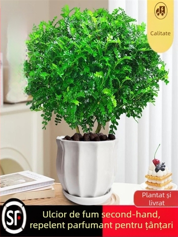 Pepperwood bonsai interior în ghiveci – plantă cu proprietăți repelente pentru țânțari, puieți, bonsai cu trunchi bătrân