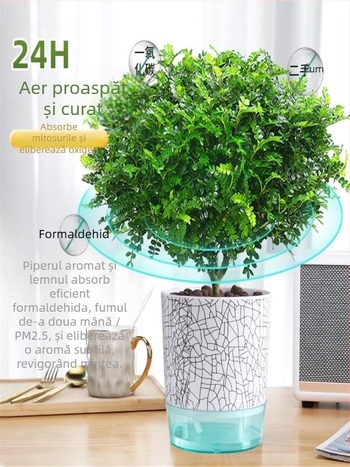 Pepperwood bonsai interior în ghiveci – plantă cu proprietăți repelente pentru țânțari, puieți, bonsai cu trunchi bătrân
