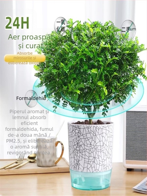 Pepperwood bonsai interior în ghiveci – plantă cu proprietăți repelente pentru țânțari, puieți, bonsai cu trunchi bătrân