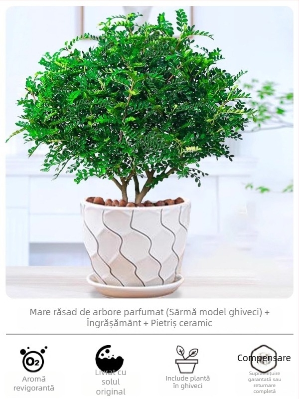 Pepperwood bonsai interior în ghiveci – plantă cu proprietăți repelente pentru țânțari, puieți, bonsai cu trunchi bătrân