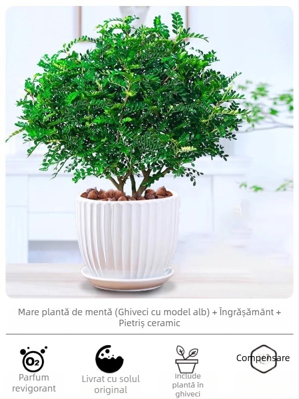 Pepperwood bonsai interior în ghiveci – plantă cu proprietăți repelente pentru țânțari, puieți, bonsai cu trunchi bătrân