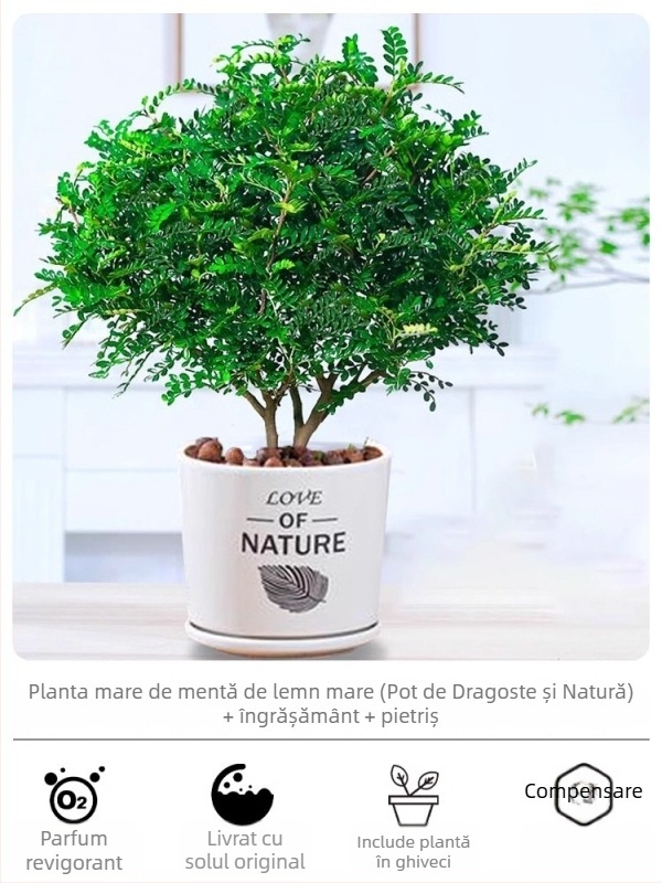 Pepperwood bonsai interior în ghiveci – plantă cu proprietăți repelente pentru țânțari, puieți, bonsai cu trunchi bătrân