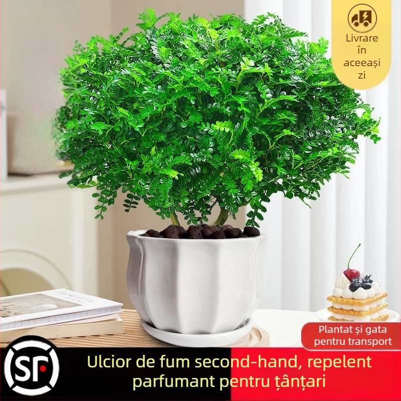 Pepperwood bonsai interior în ghiveci – plantă cu proprietăți repelente pentru țânțari, puieți, bonsai cu trunchi bătrân