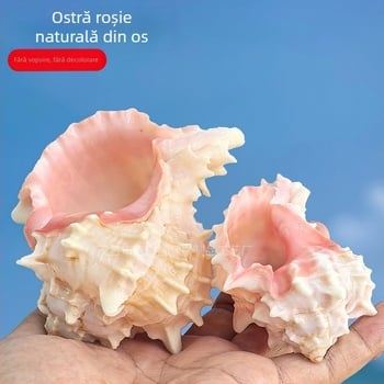 Set de cochilii naturale pentru racii hermit și decor pentru acvariu – cochilii de înlocuire și scoici naturale pentru peisaj acvatic